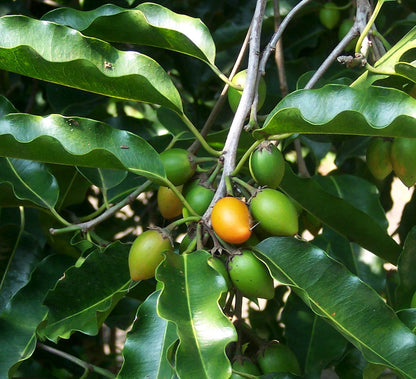 Elengi ( Mimusops elengi ) Medicinal Plant