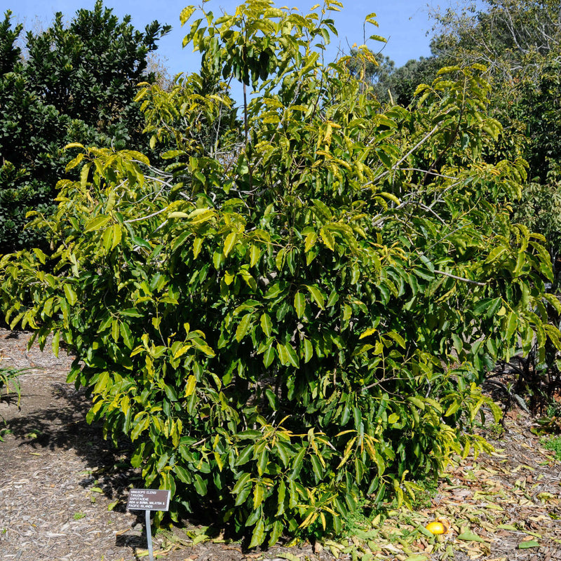Elengi ( Mimusops elengi ) Medicinal Plant – M-Tech Gardens