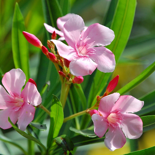 Arali ( Nerium oleander ) Medicinal Plant