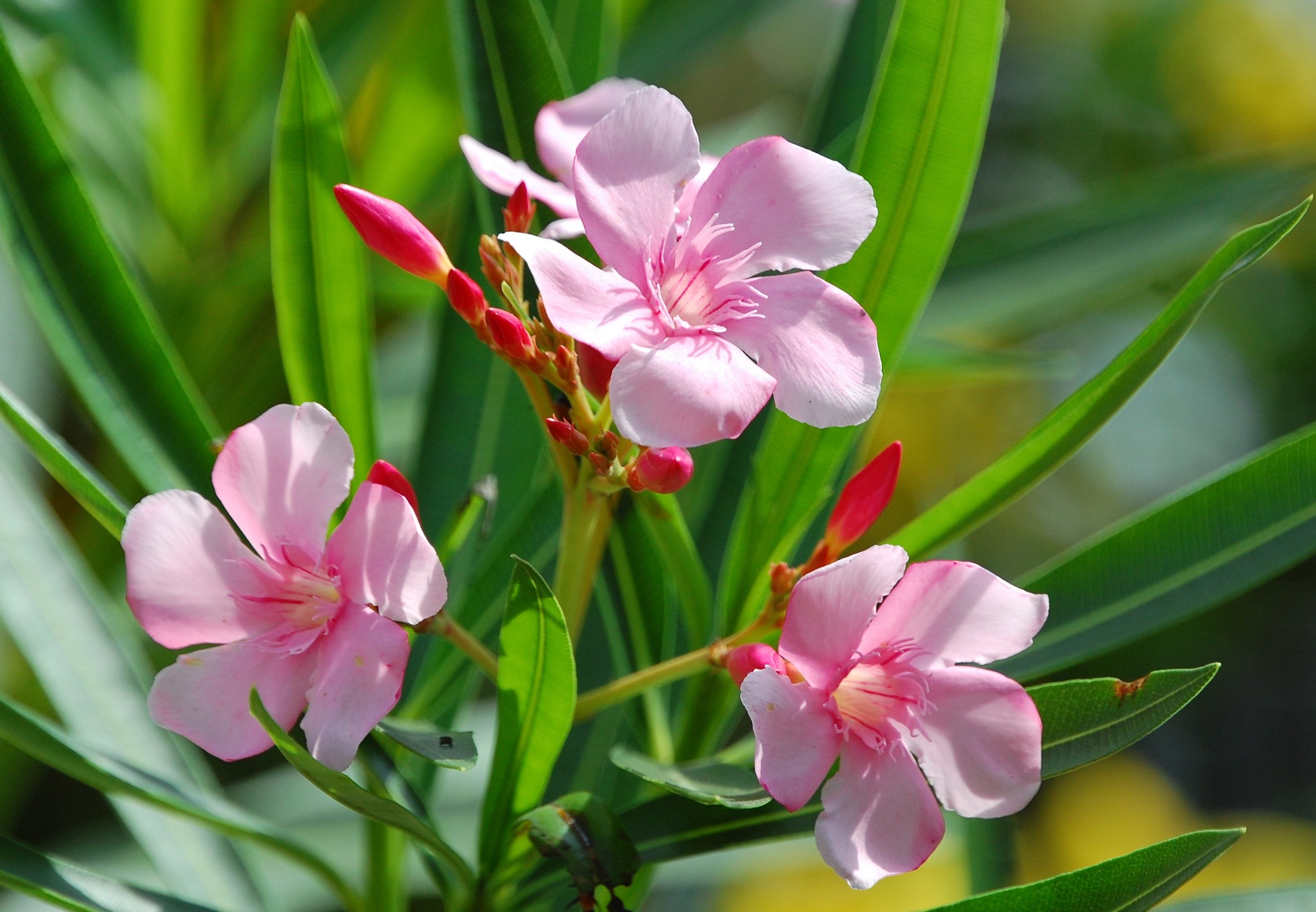Arali ( Nerium oleander ) Medicinal Plant