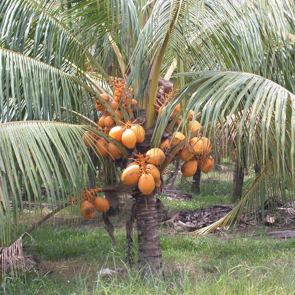 Hybrid Dwarf Coconut - Orange Malayan  Plant