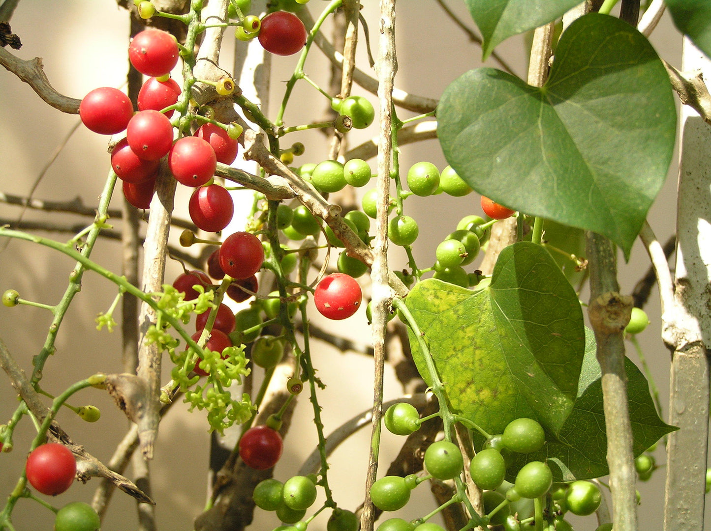 Chittamruthu ( Tinospora cordifolia ) Medicinal Plant