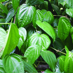 Vetta ( Piper betel ) Medicinal Plant