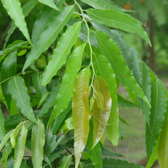 Ashoka Tree ( Polyalthia longifolia ) Medicinal Plant