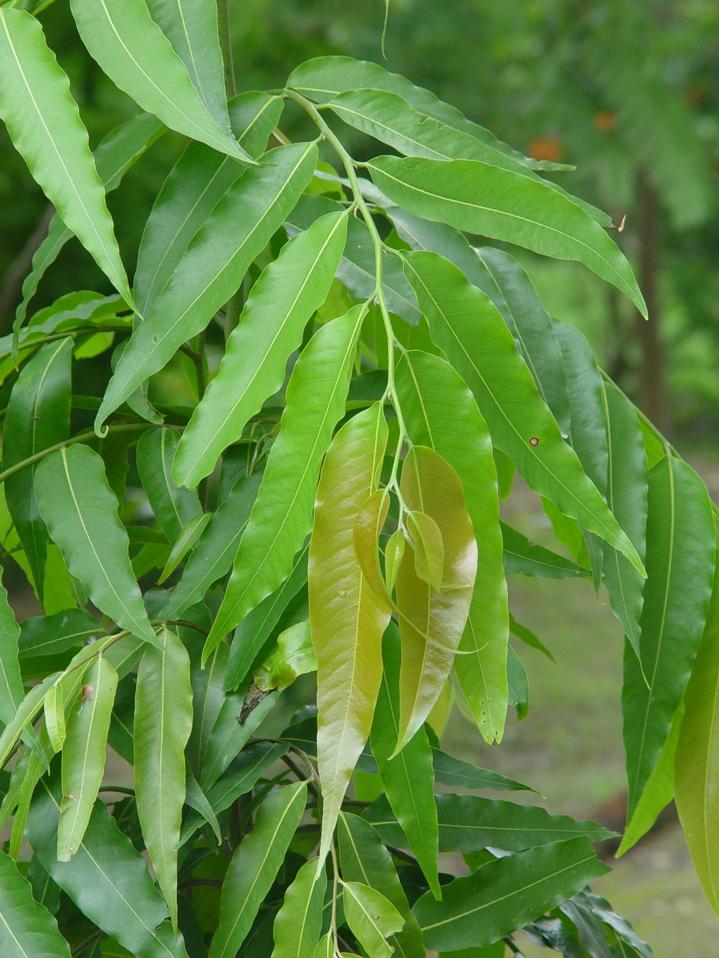 Ashoka Tree ( Polyalthia longifolia ) Medicinal Plant