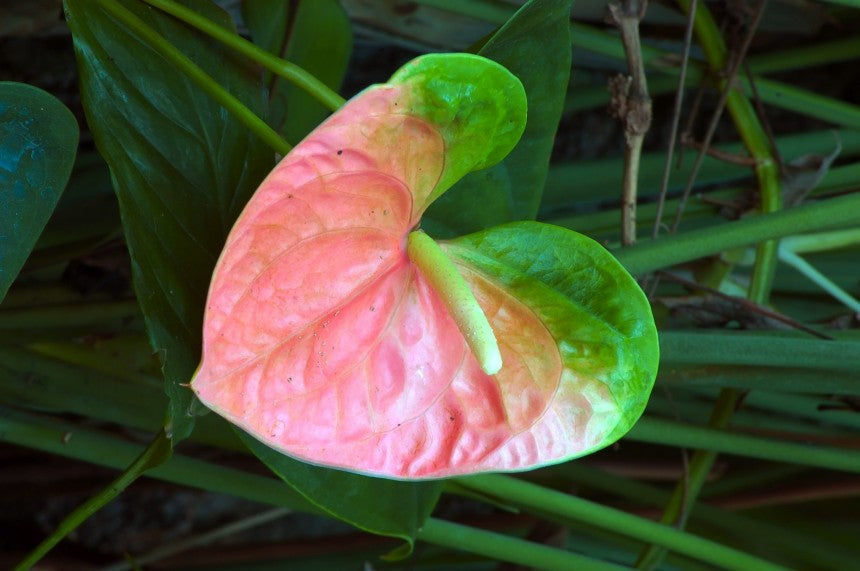 Anthurium Flower - Rainbow - Flower Plant