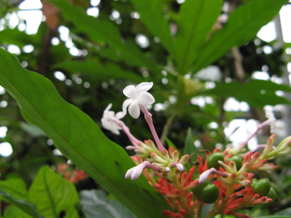 Sarpagandhi ( Rauwolfia serpentina ) Medicinal Plant