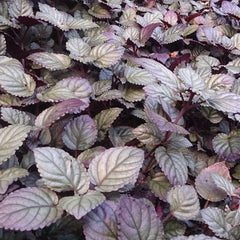 Murikkoty ( Strobilanthes alternata ) Medicinal Plant