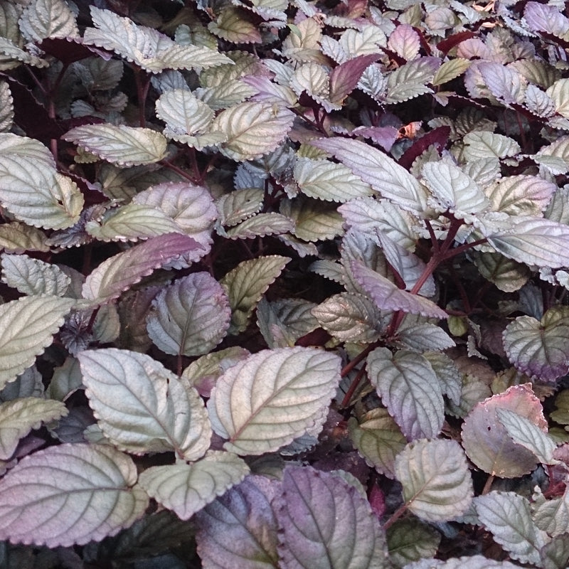 Murikkoty ( Strobilanthes alternata ) Medicinal Plant