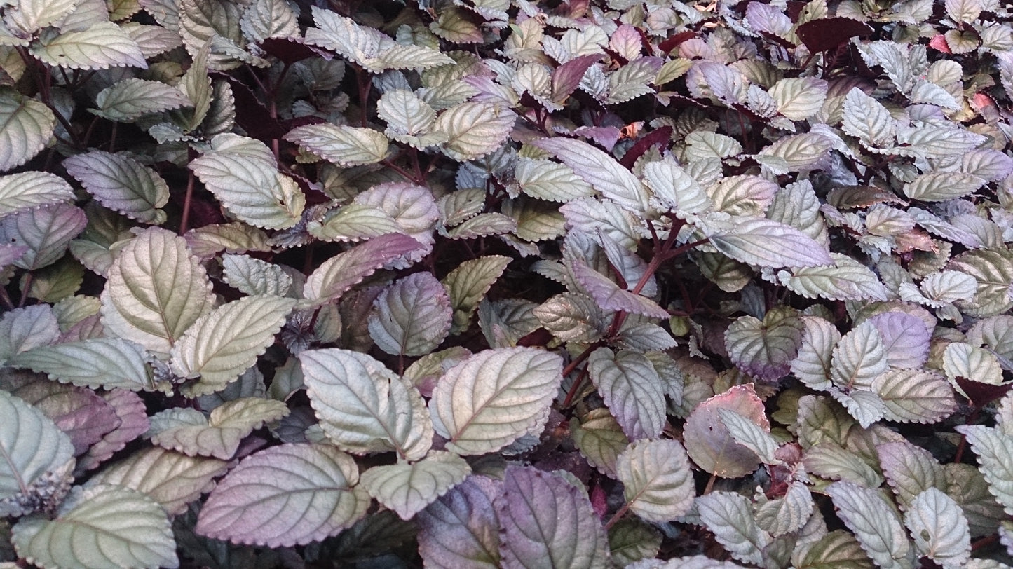 Murikkoty ( Strobilanthes alternata ) Medicinal Plant