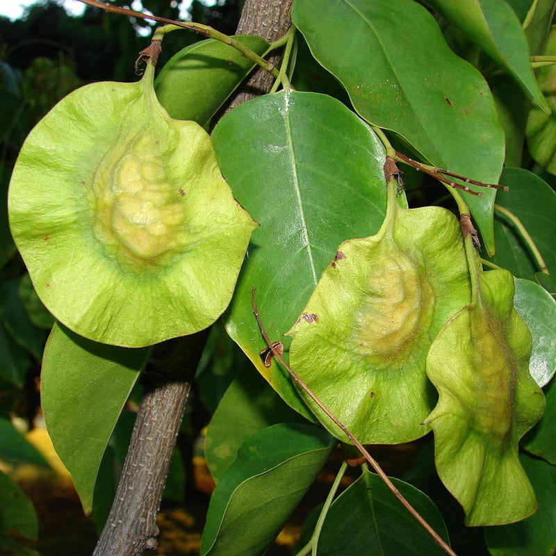 Red Sandalwood - Pterocarpus santalinus Tree Plant