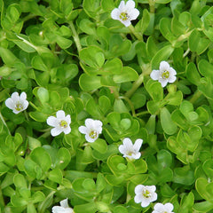 Brahmi ( Bacopa monnieri ) Medicinal Plant