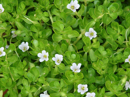 Brahmi ( Bacopa monnieri ) Medicinal Plant