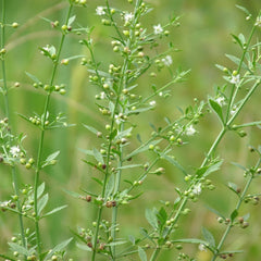 Kallurukki ( Scoparia dulcis ) Medicinal Plant