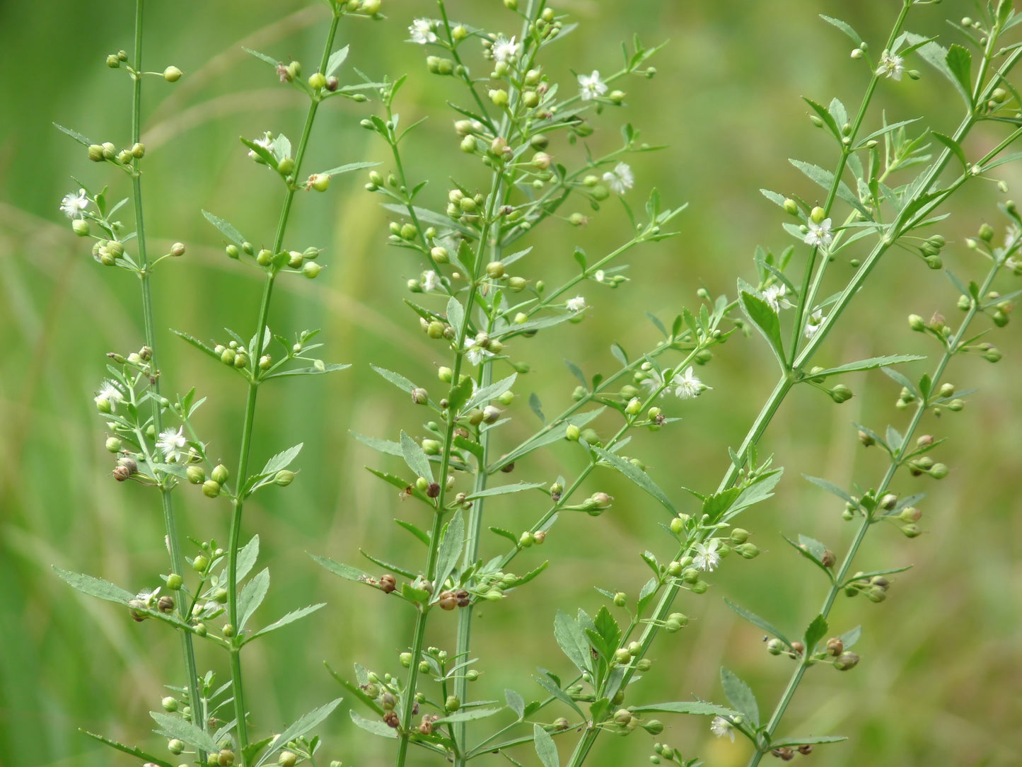 Kallurukki ( Scoparia dulcis ) Medicinal Plant