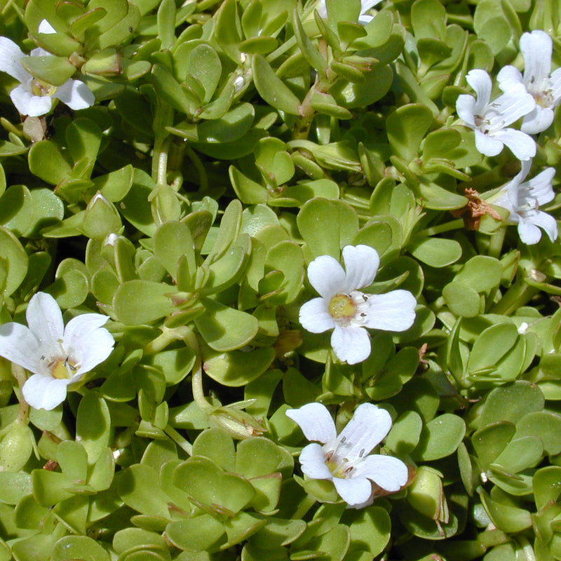 Brahmi ( Bacopa monnieri ) Medicinal Plant