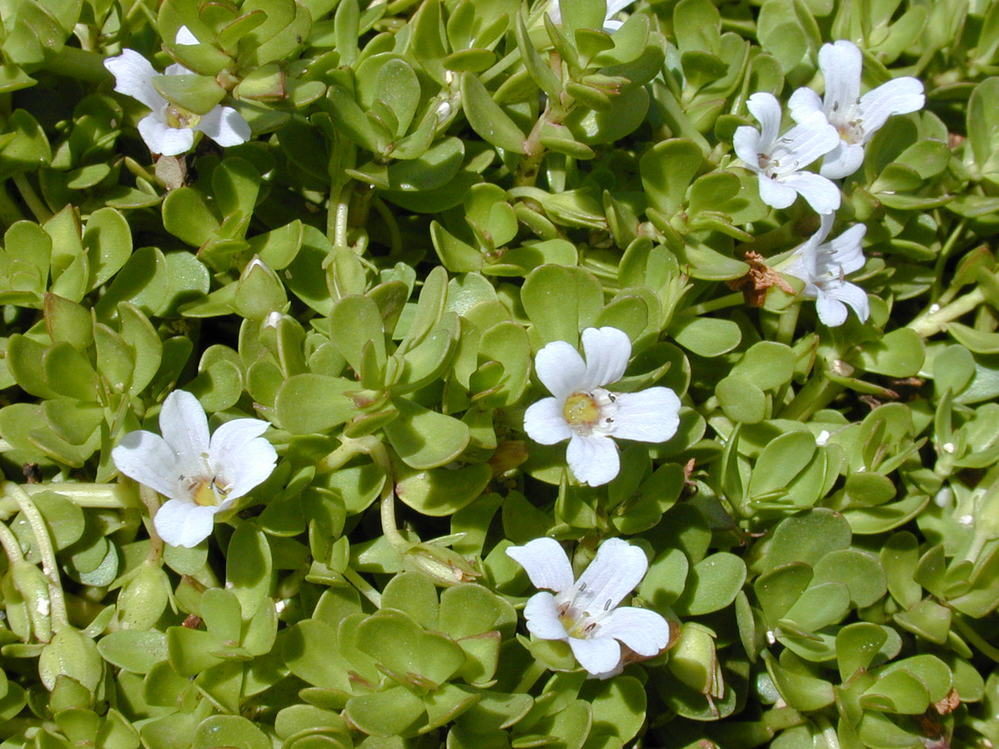 Brahmi ( Bacopa monnieri ) Medicinal Plant