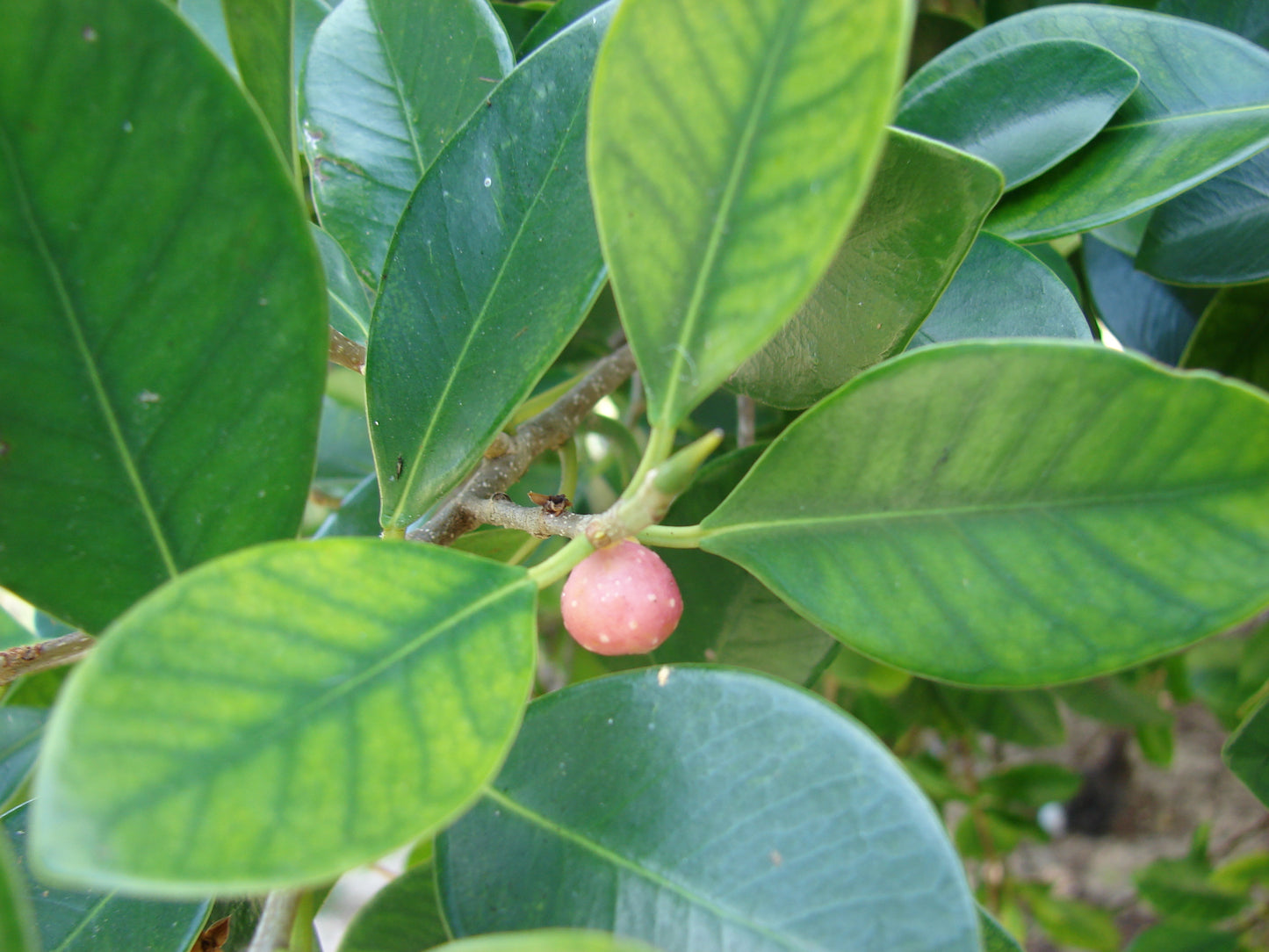 Ithi Plant ( Ficus microcarpa ) Medicinal Plant