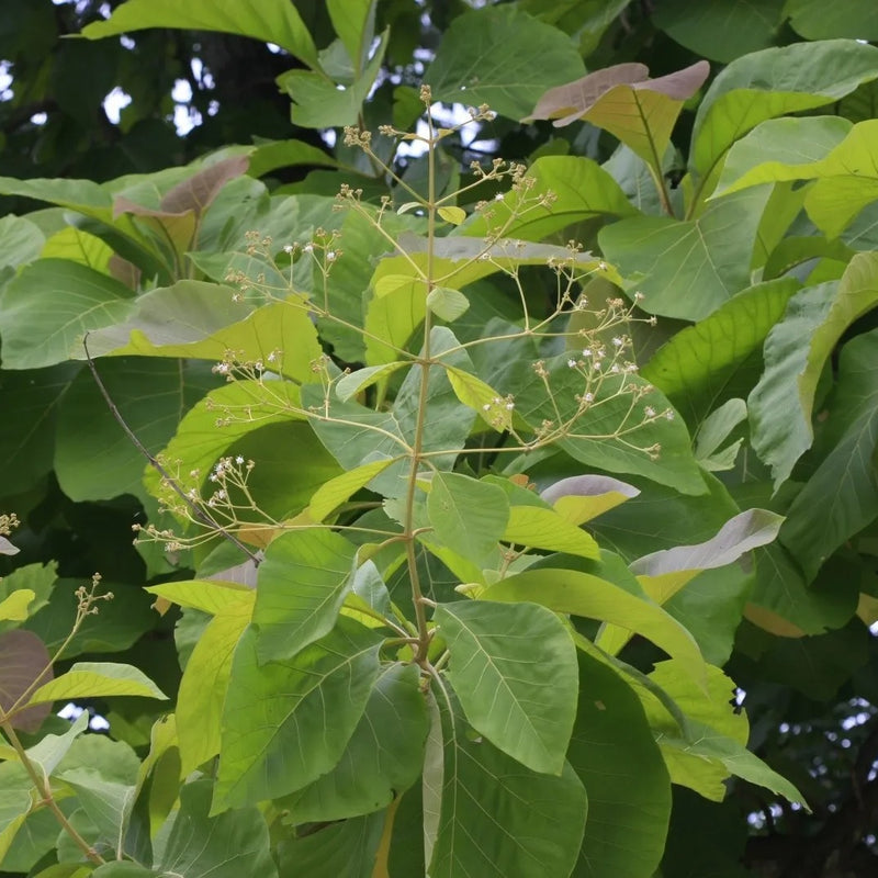Teakwood - Tectona grandis Tree Plant