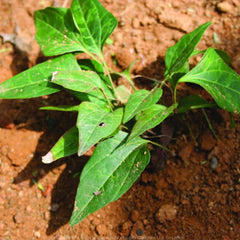 Arogyapacha ( Trichopus zeylanicus ) Medicinal Plant