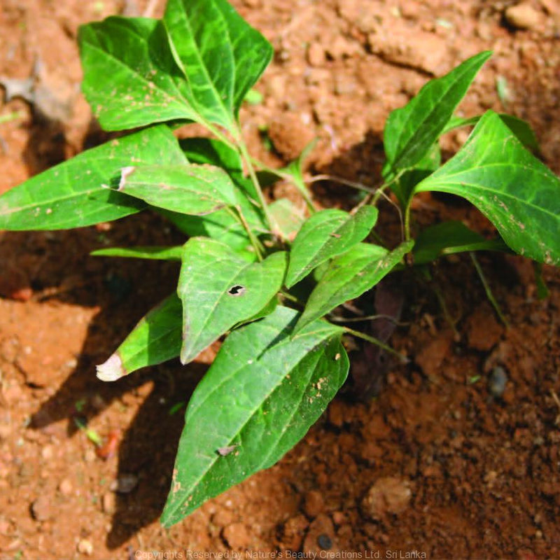 Arogyapacha ( Trichopus zeylanicus ) Medicinal Plant