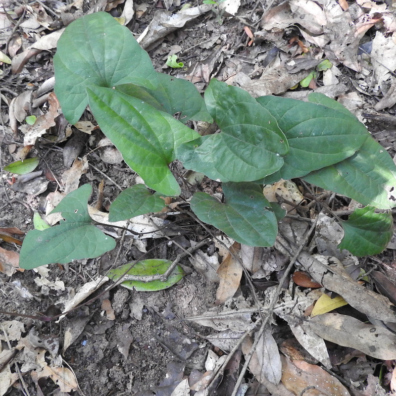 Arogyapacha ( Trichopus zeylanicus ) Medicinal Plant
