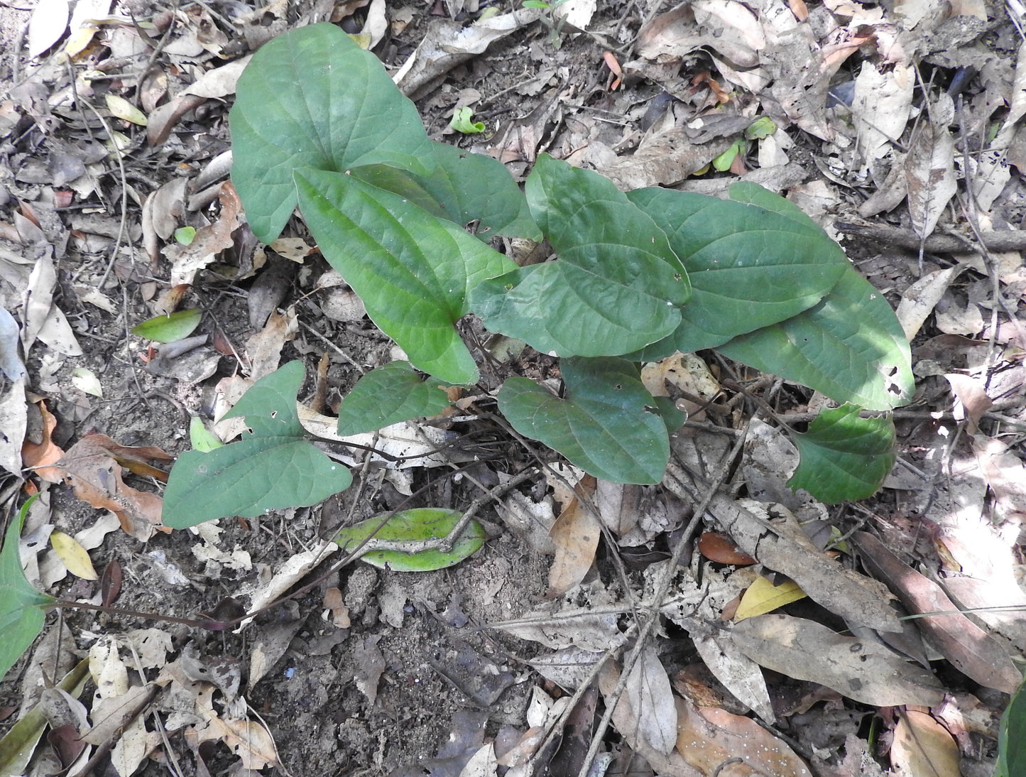 Arogyapacha ( Trichopus zeylanicus ) Medicinal Plant