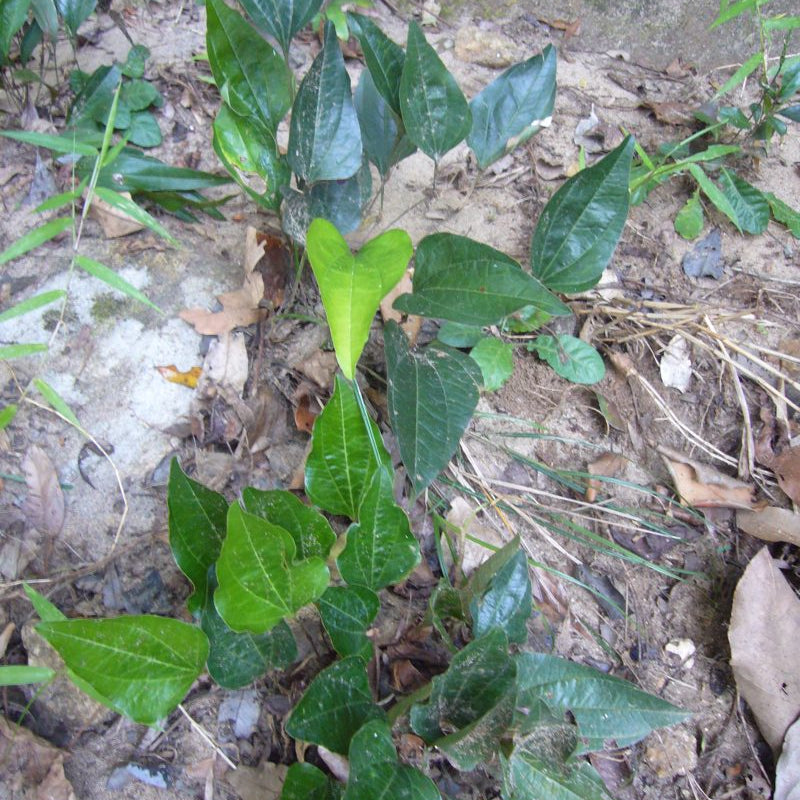Arogyapacha ( Trichopus zeylanicus ) Medicinal Plant