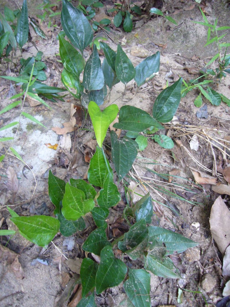 Arogyapacha ( Trichopus zeylanicus ) Medicinal Plant