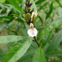 Vaathamkolli ( Justicia gendarussa ) Medicinal Plant