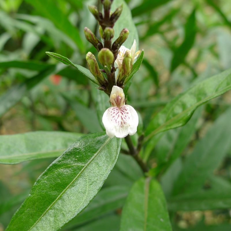 Vaathamkolli ( Justicia gendarussa ) Medicinal Plant
