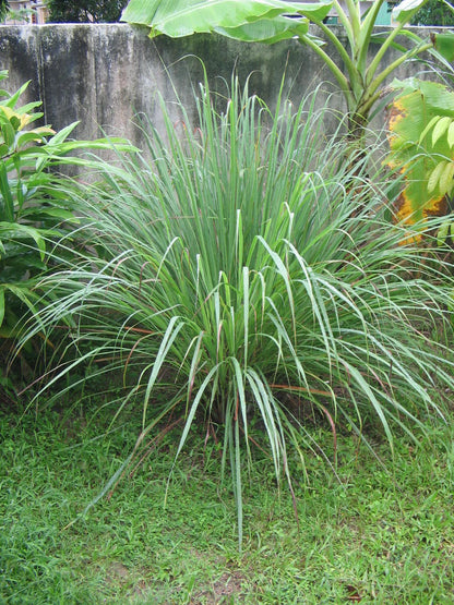 Lemon Grass Spice Plant