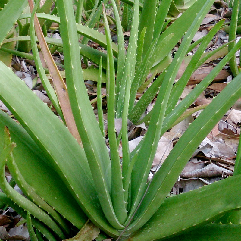 Aloe Vera ( Aloe vera ) Medicinal Plant