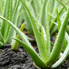 Aloe Vera ( Aloe vera ) Medicinal Plant