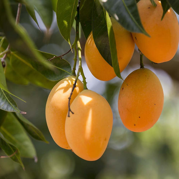 Mango - Alphonso Mango Exotic Fruit Plant