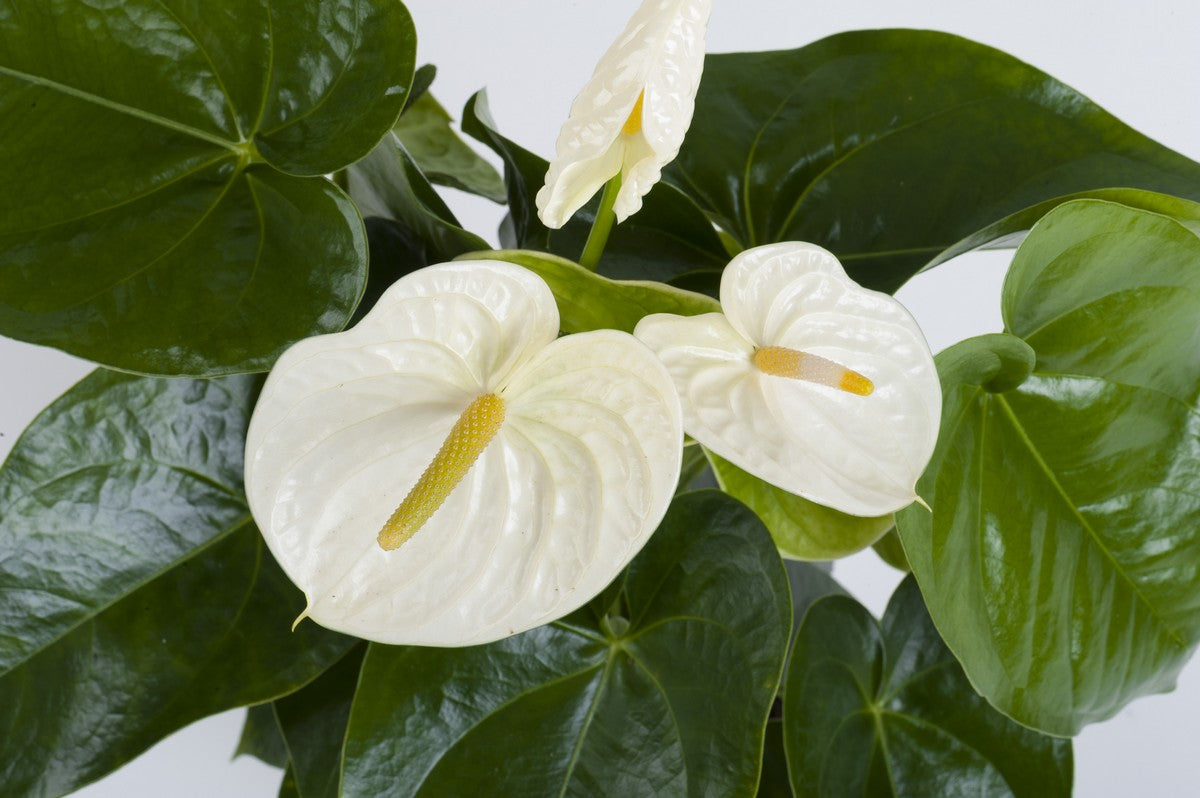 Anthurium Flower - White - Flower Plant
