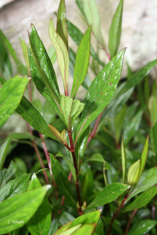 Ayyapana ( Ayapana triplinervis ) Medicinal Plant