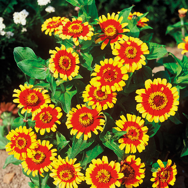 Zinnia " Sombrero " Exotic 30 Flower Seeds