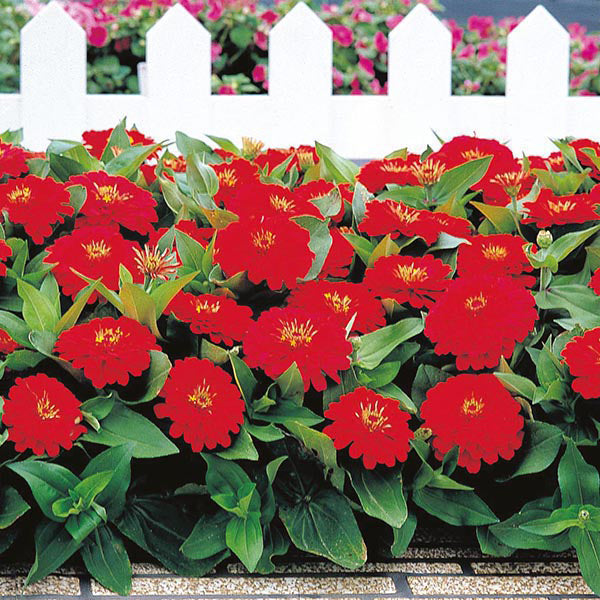 Zinnia 