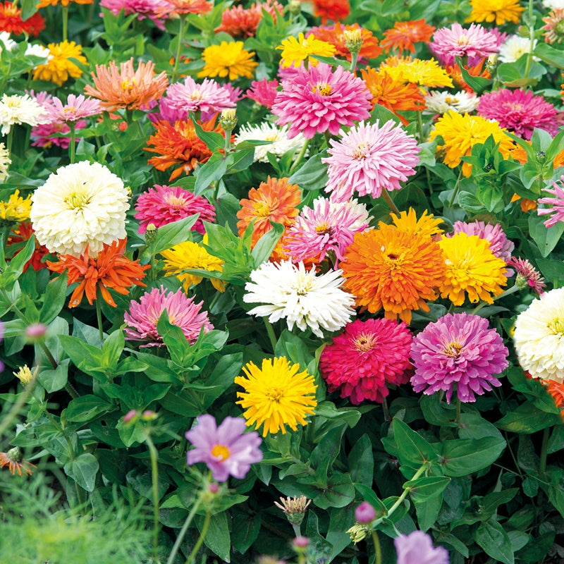 Zinnia " Choice Mixed " Exotic 30 Flower Seeds