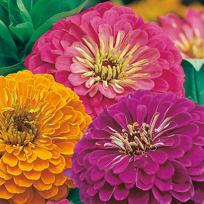 Zinnia " Jazz " Exotic 30 Flower Seeds