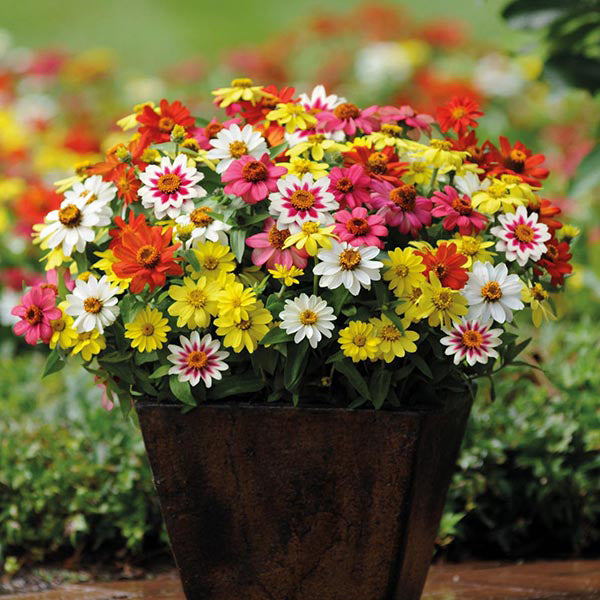 Zinnia " Zahara Mixed " Exotic 30 Flower Seeds