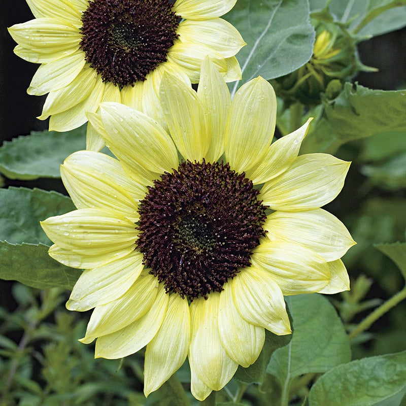 Sunflower " Valentine " Exotic 30 Flower Seeds