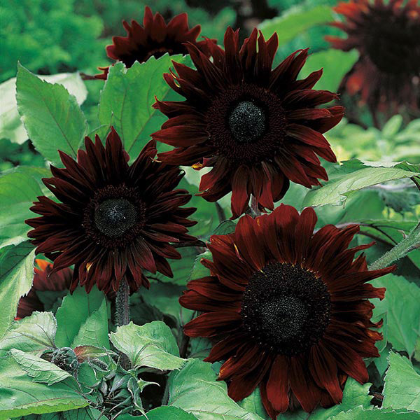 Sunflower " Black Magic " Exotic 30 Flower Seeds