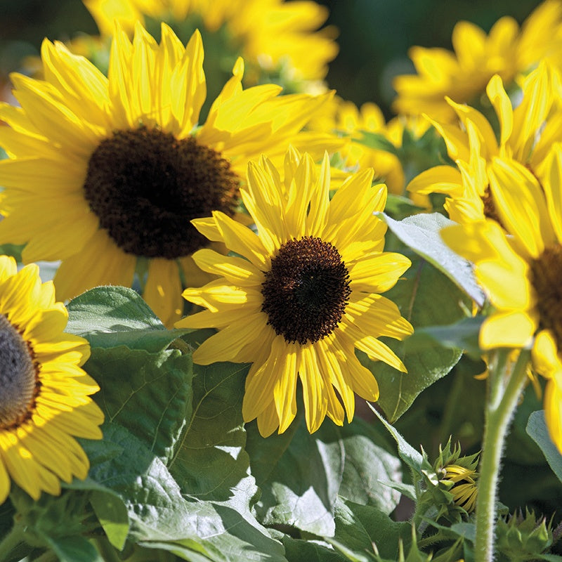 Sunflower " Suntastic " Exotic 30 Flower Seeds