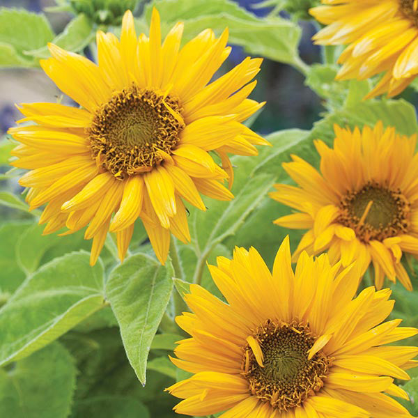Sunflower " Santa Lucia " Exotic 30 Flower Seeds