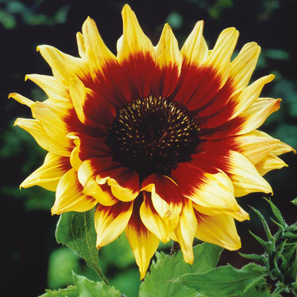Sunflower " Magic Roundabout " Exotic 30 Flower Seeds