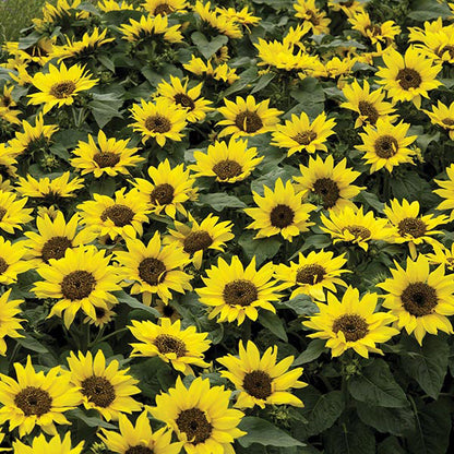 Sunflower " Choco Sun " Exotic 30 Flower Seeds