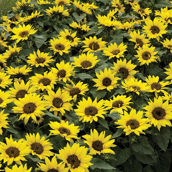 Sunflower " Choco Sun " Exotic 30 Flower Seeds