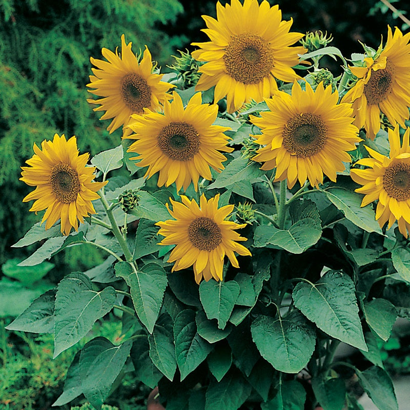 Sunflower " Pacino " Exotic 30 Flower Seeds